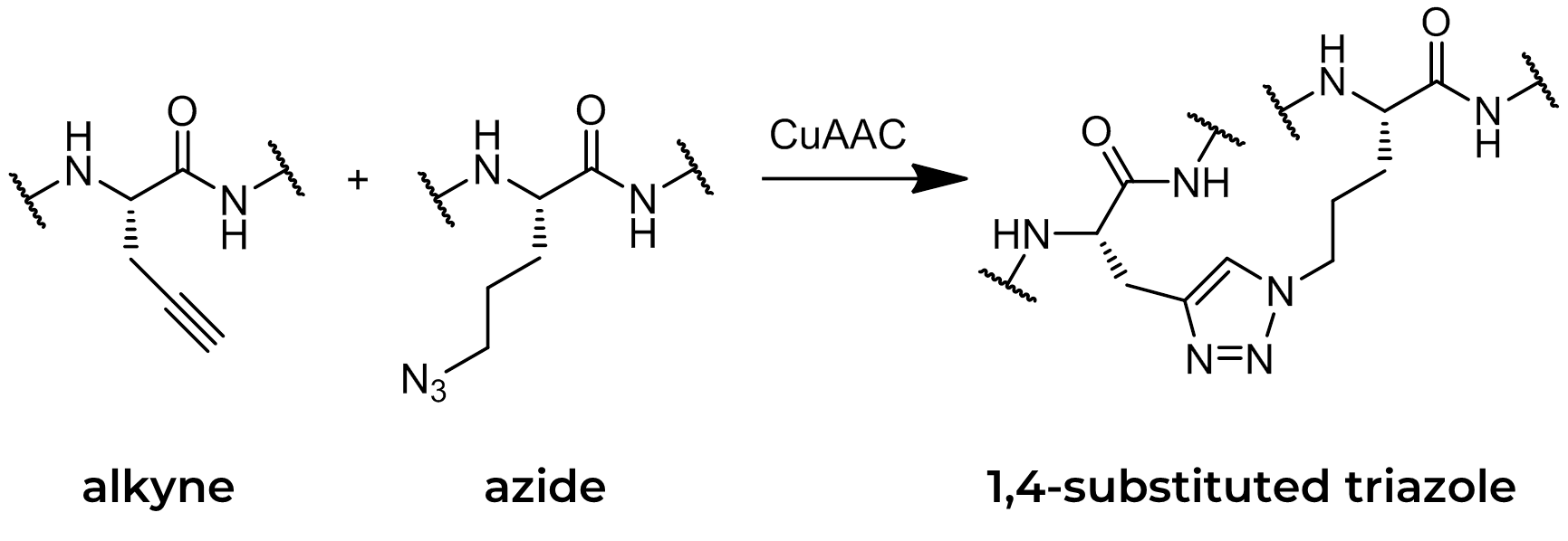 Click-reaction-v6-sm Click reaction at amino acid side chains