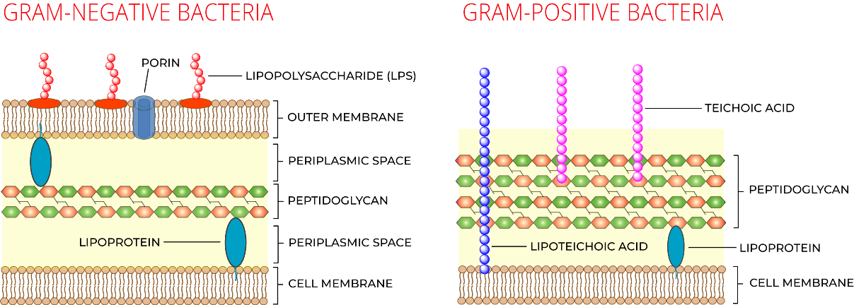 Gram-Negative verses Gram-Positive Bacterial Cell Walls