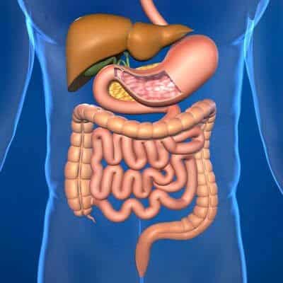 Peptides for gastrointestinal disease research