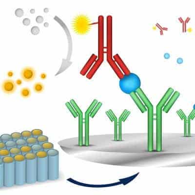 Peptides for the study of immunology