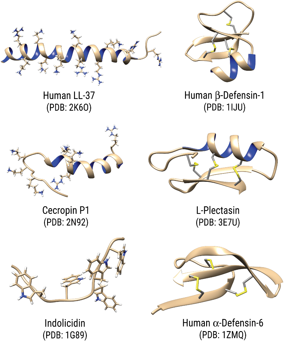 Folded Antimicrobial Peptide (AMP) Models