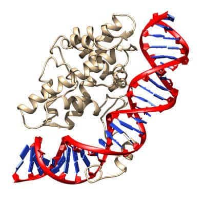 Histone-related peptides DNA Interactions