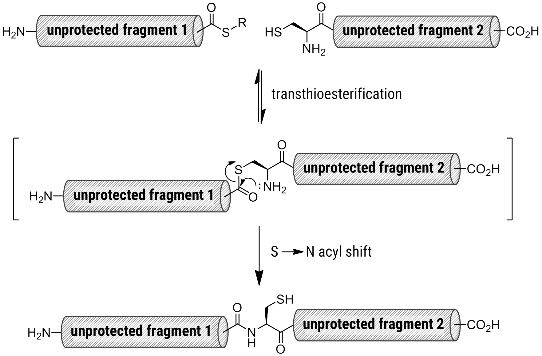Native-Chem-Ligation-v4-sm Native Chemical Ligation Mechanism for Peptide Fragments