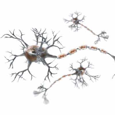 Peptides to study neurology