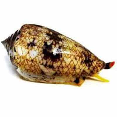 Toxin pepitdes