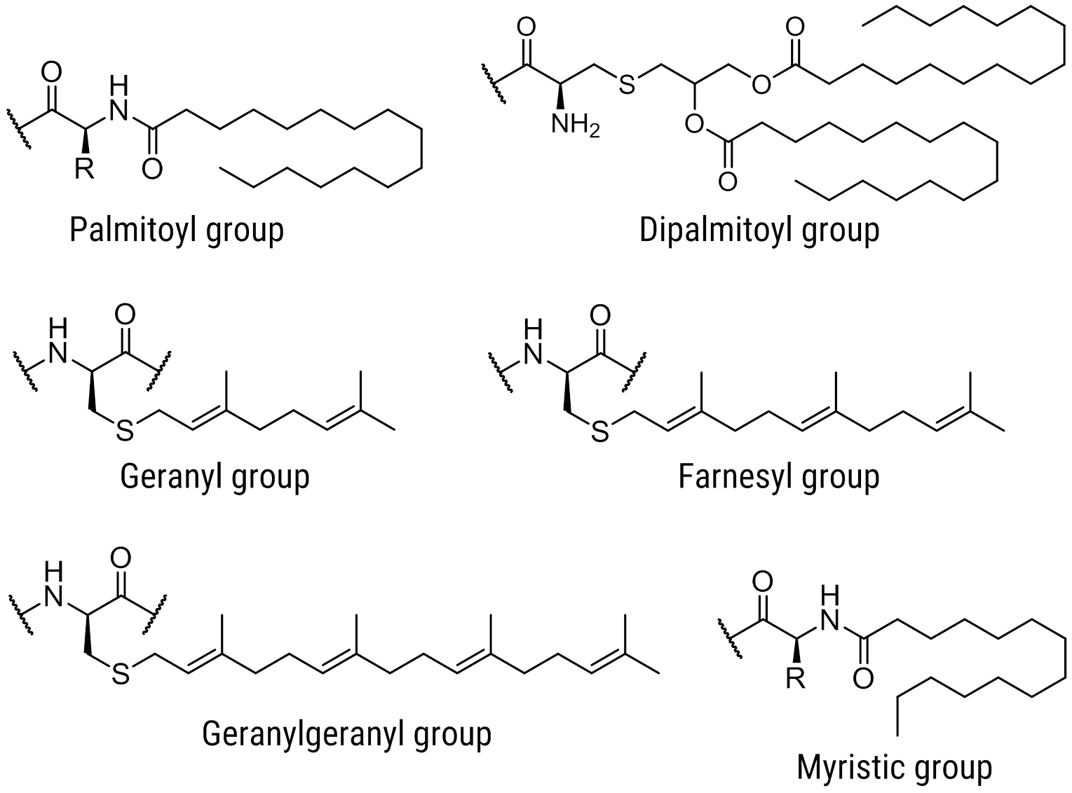 Lipids for Peptide Synthesis Lipids for Peptide Synthesis