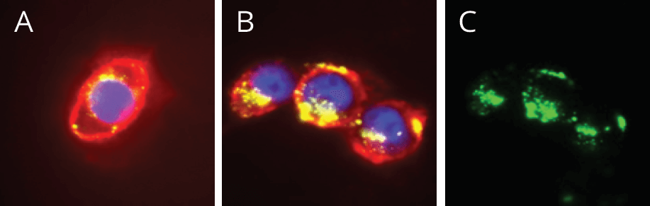 macrocycles-MDA-MB 435 cell line macrocycles-MDA-MB 435 cell line