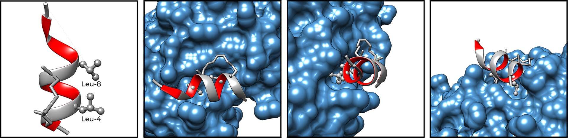 Stapled Peptides Binding to Estrogen Receptors Stapled Peptides Binding to Estrogen Receptors