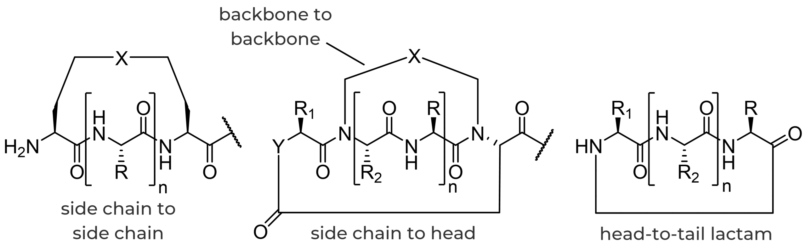Custom peptide macrocycle types Custom peptide macrocycle types