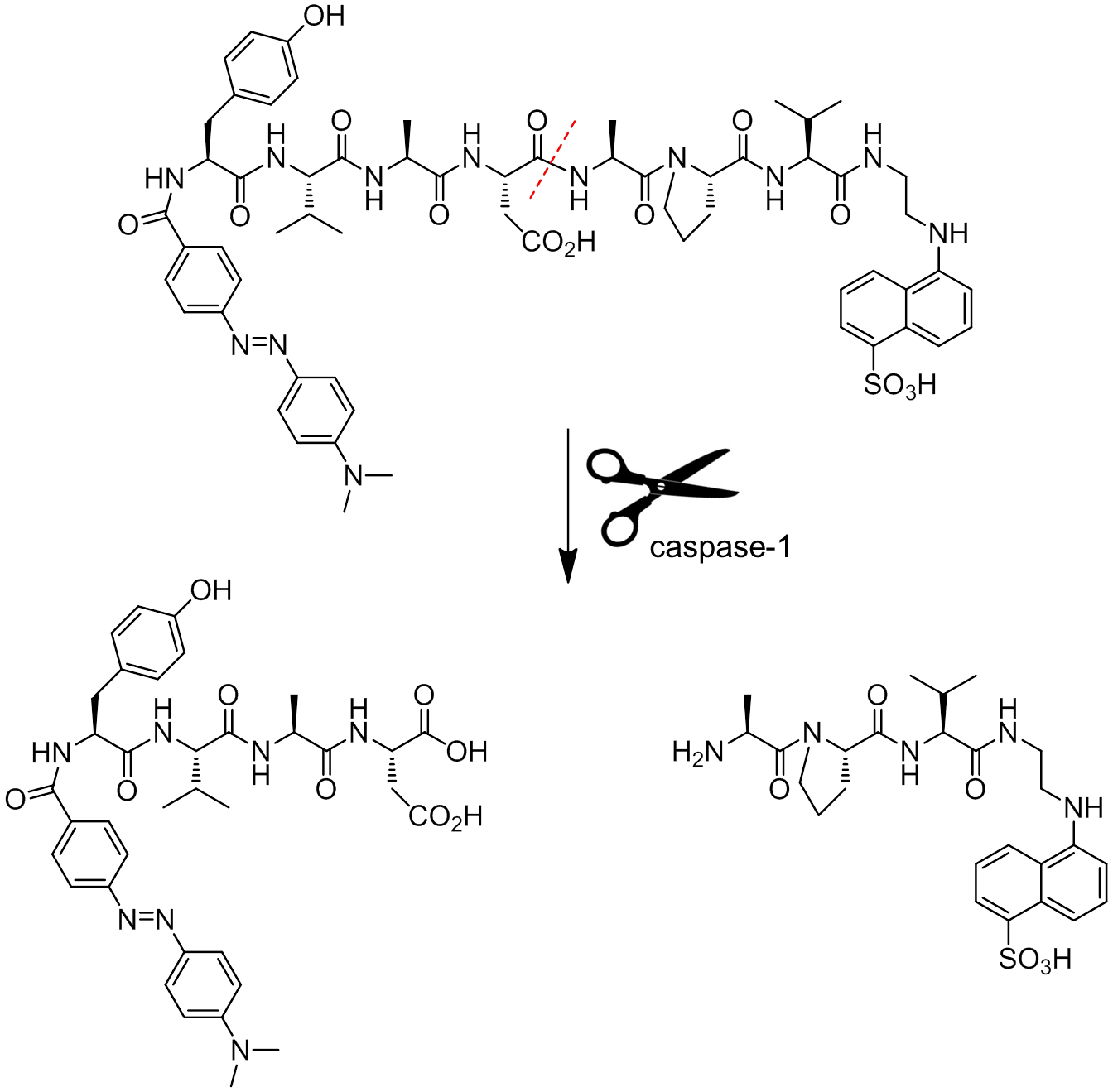 FRET-Substrate-caspase-1-v3-sm