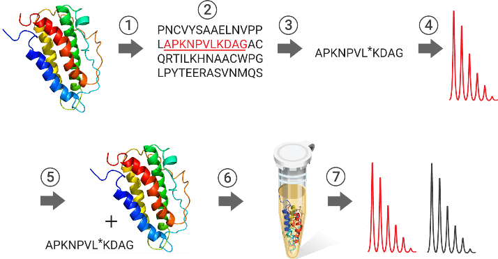 Isotope-labeling-steps-714×371-sm SIL method isotope peptide labeling