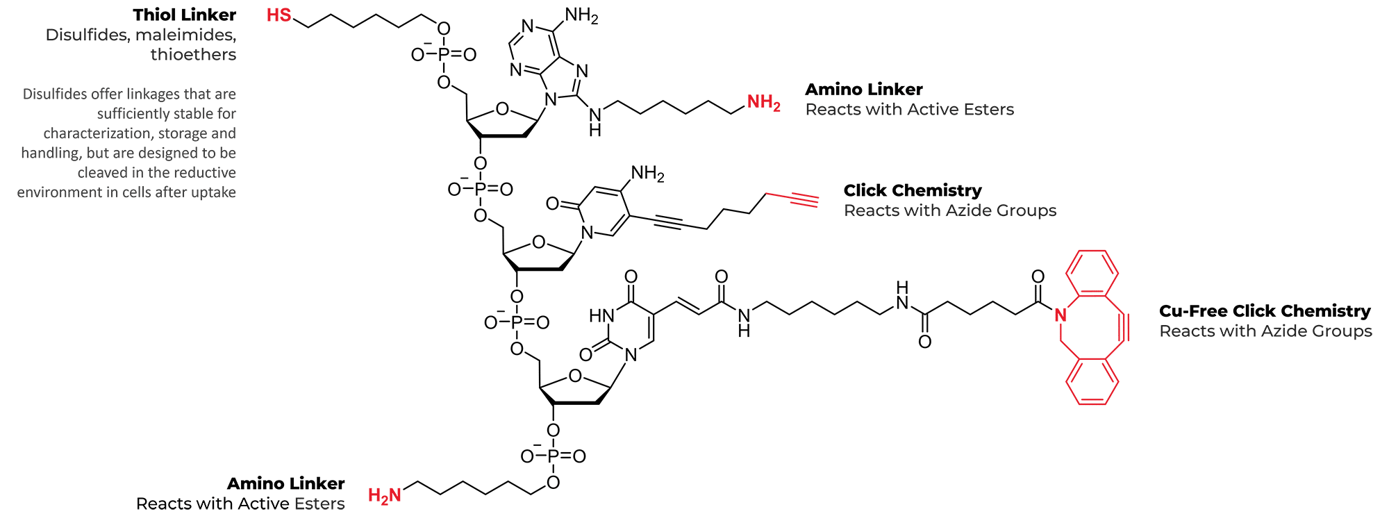 Peptide-Oligonucleotide Conjugate attachment sites