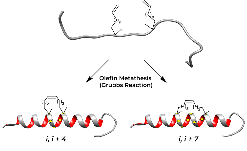 stapled_peptide_types_bold_sm Stapled Peptide Types