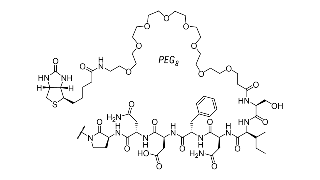 Biotin-PEG8-SINFDNPVYQKT Pegylation