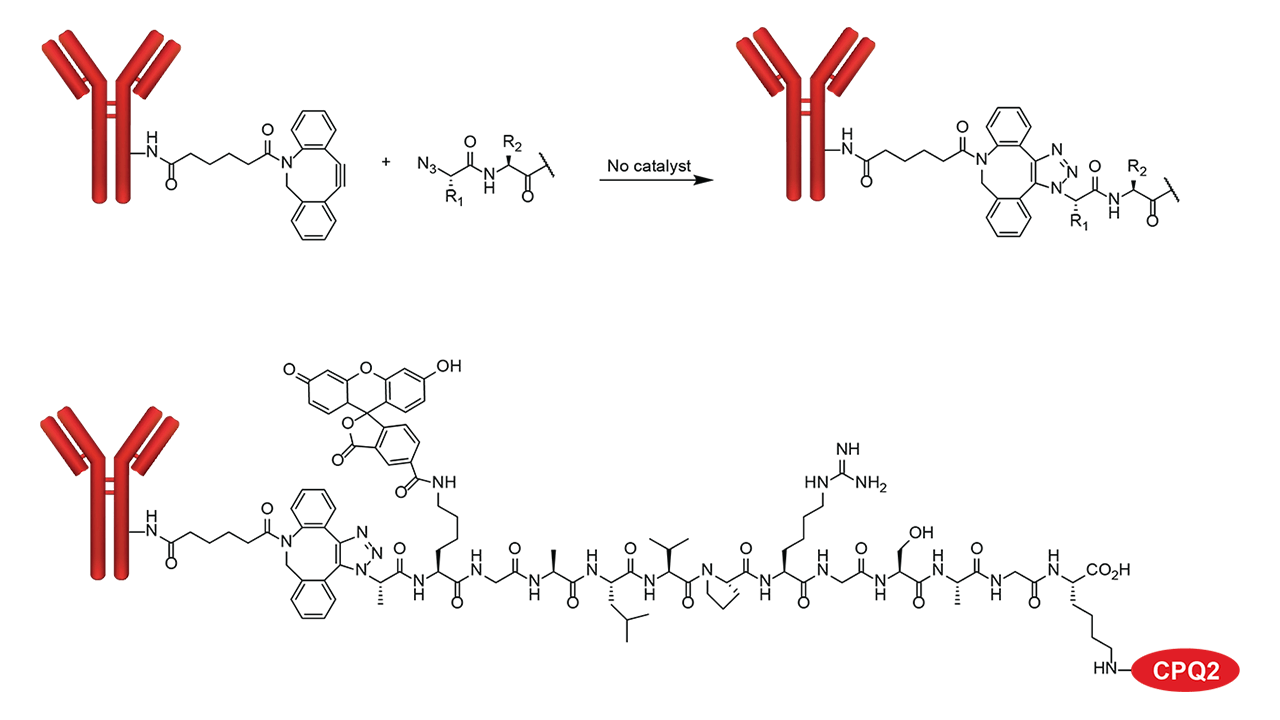 Copper Free click chemistry peptide