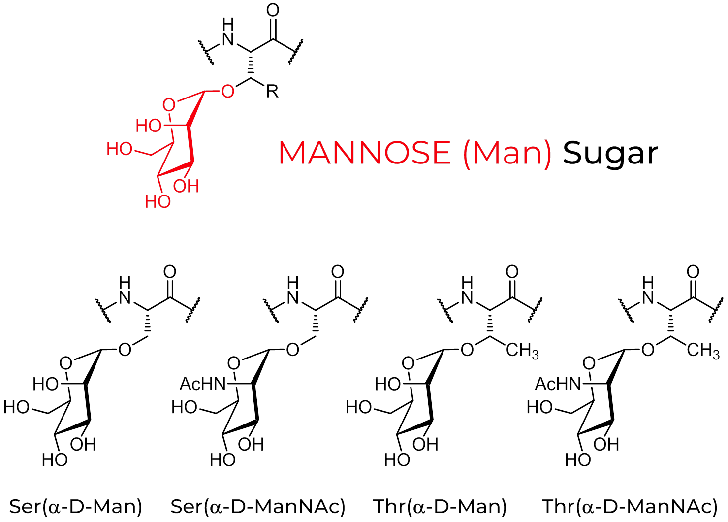 Mannose-modified peptide side chains