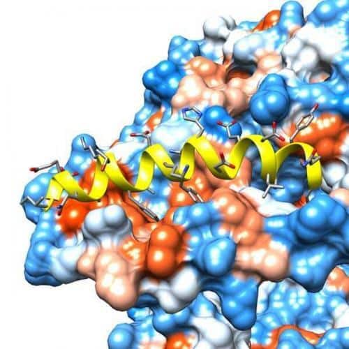 ACE2 α1 Helix Sequence IEEQAKTFLDKFNHEAEDLFYQS