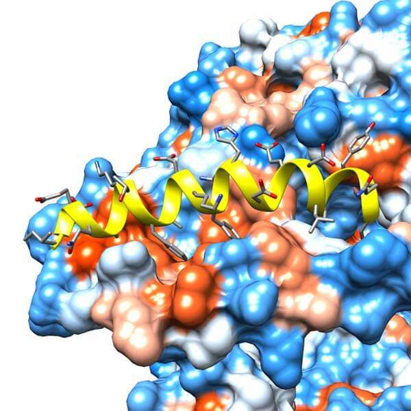 ACE2 α1 Helix Sequence IEEQAKTFLDKFNHEAEDLFYQS