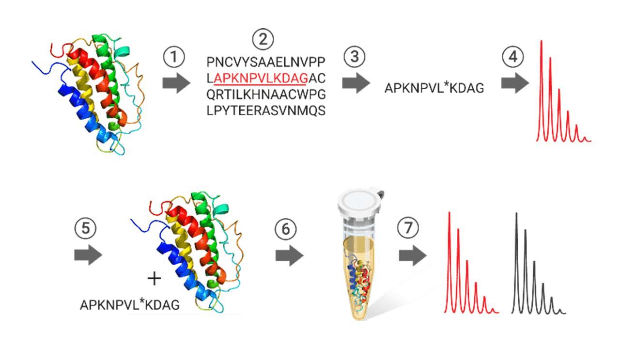 Isotopically Labeled Peptides SILs