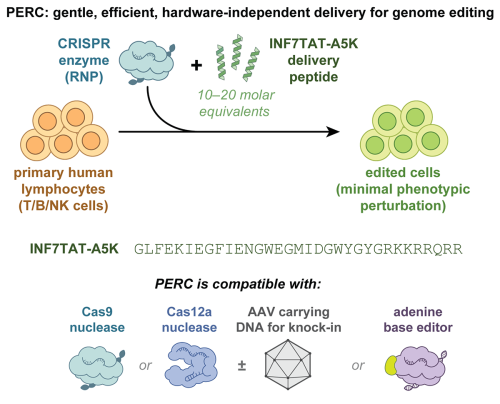 INF7TAT-A5K peptide