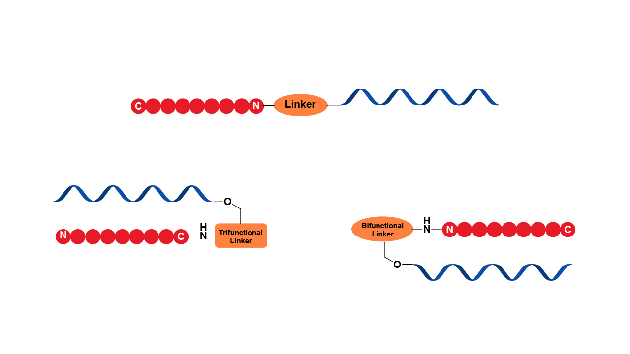 Peptide Oligonucleotide Conjugate Whitepaper cover