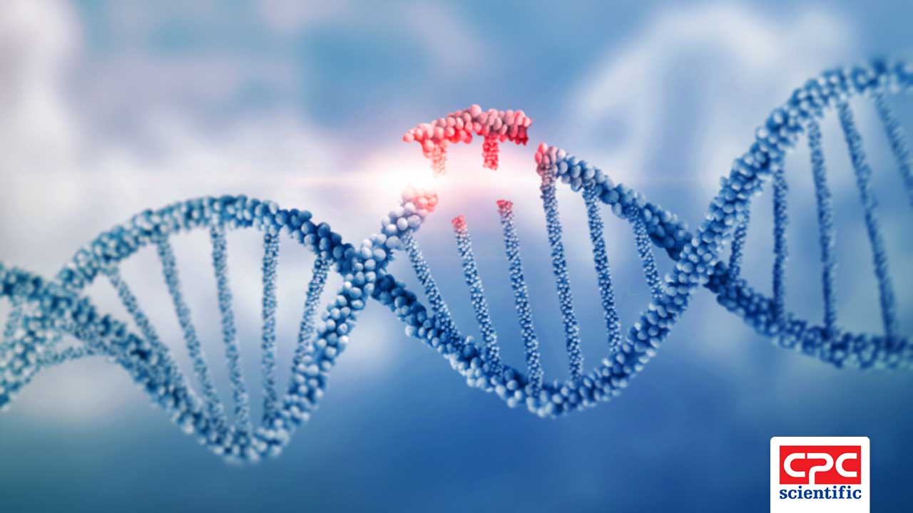 In-house integrated oligonucleotide and peptide–oligo conjugate platform from CPC Scientific